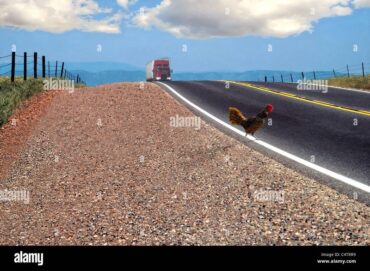 Découvrez les nouvelles séries du jeu du poulet argent sur Chicken Road 2